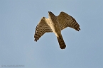 Levant Sparrowhawk_KBJ5226